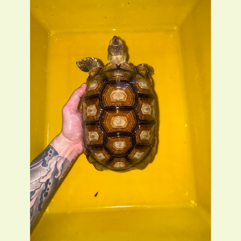 蘇卡達象龜 高機率母