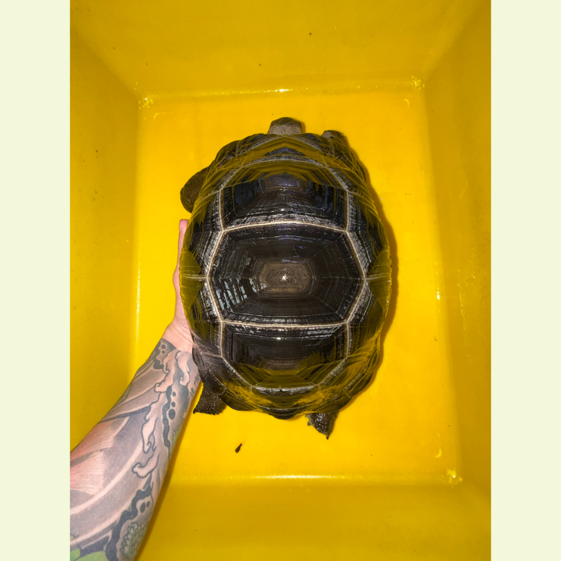 亞達伯拉象龜（正六盾）