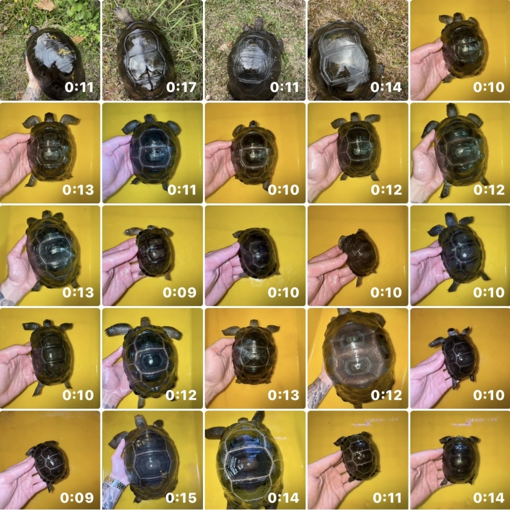 亞達伯拉象龜（精品）