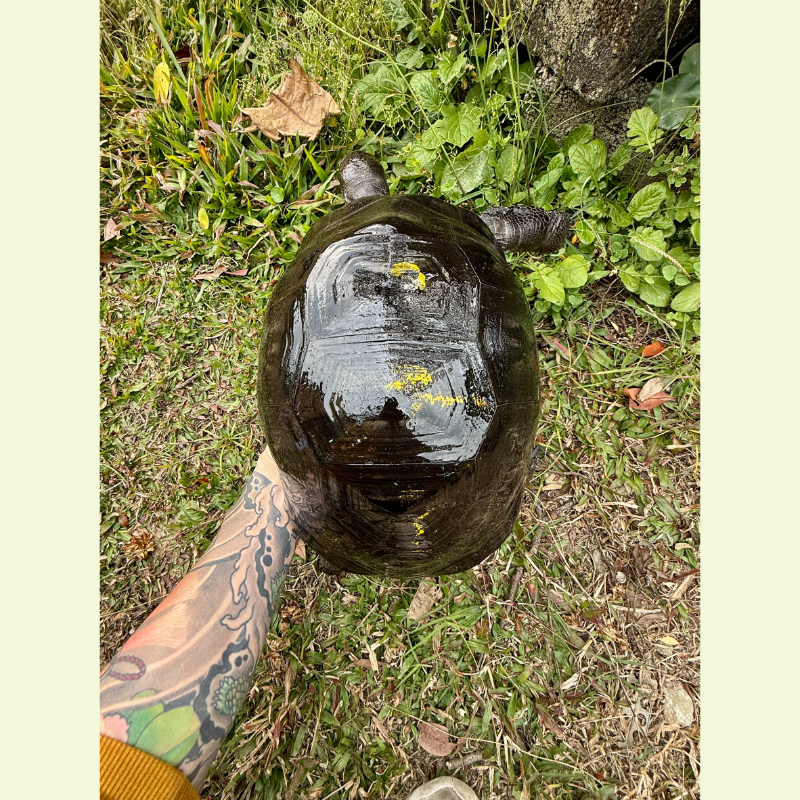 亞達伯拉象龜｜約30公分