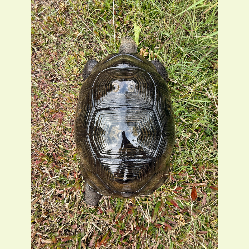 亞達伯拉象龜｜約38公分