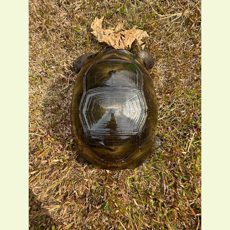 亞達伯拉象龜｜約45公分