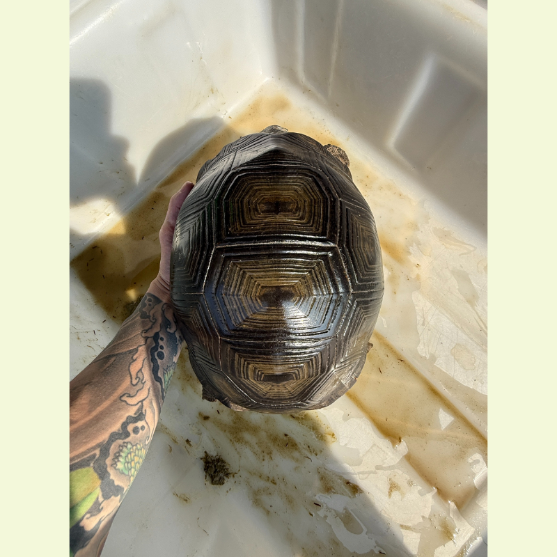 亞達伯拉象龜｜約30公分