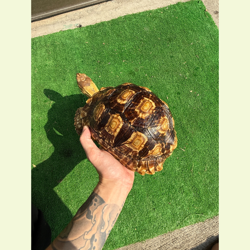 蘇豹陸龜｜約22公分