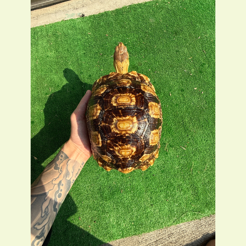 蘇豹陸龜｜約22公分