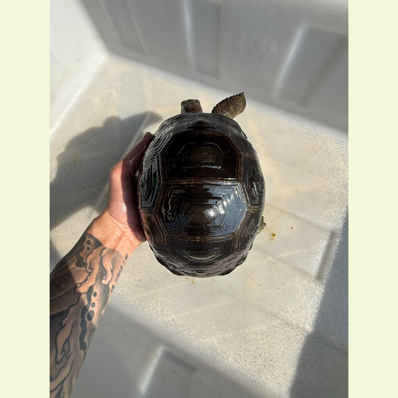 亞達伯拉象龜｜約20