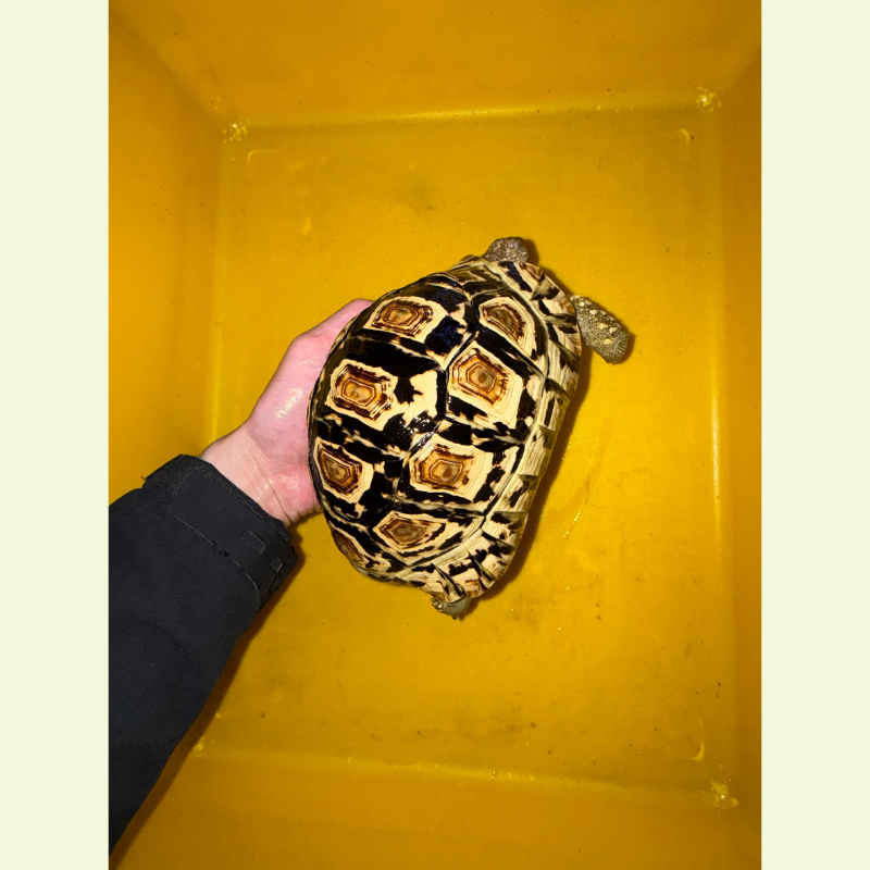 豹紋陸龜｜約18公分