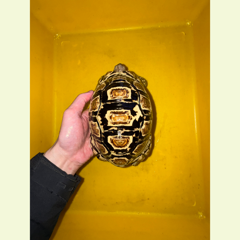 豹紋陸龜｜約18公分