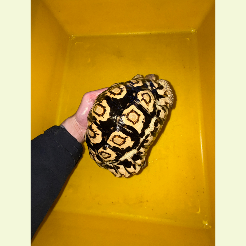 豹紋陸龜｜約20公分
