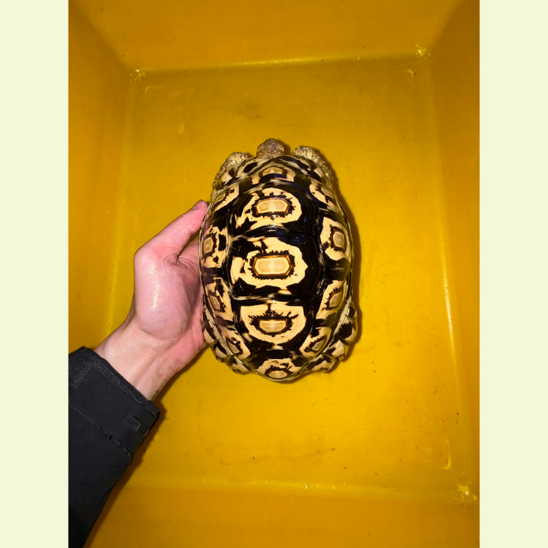 豹紋陸龜｜約20公分