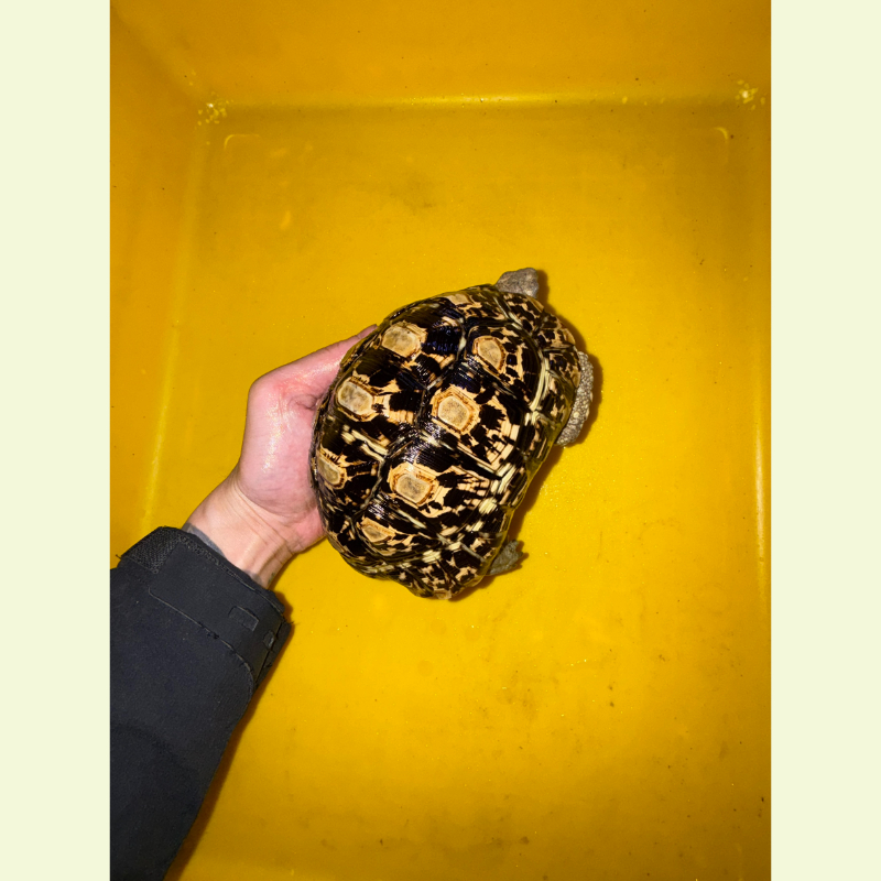 豹紋陸龜｜約16公分