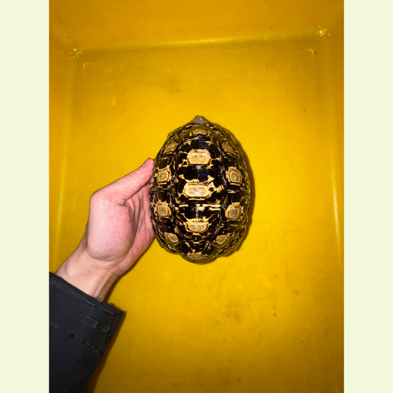 豹紋陸龜｜約16公分