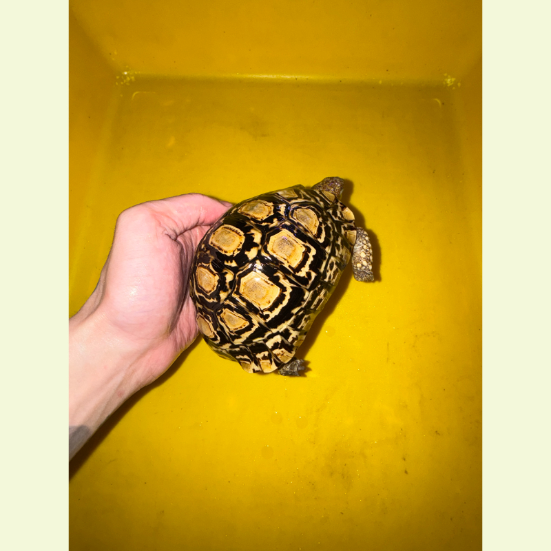 豹紋陸龜｜約14公分