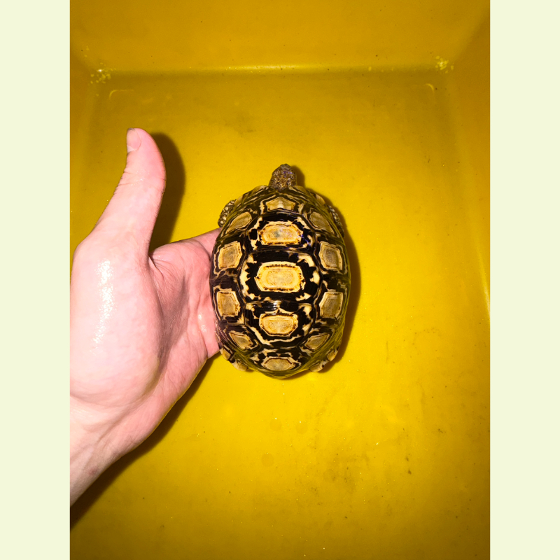 豹紋陸龜｜約14公分