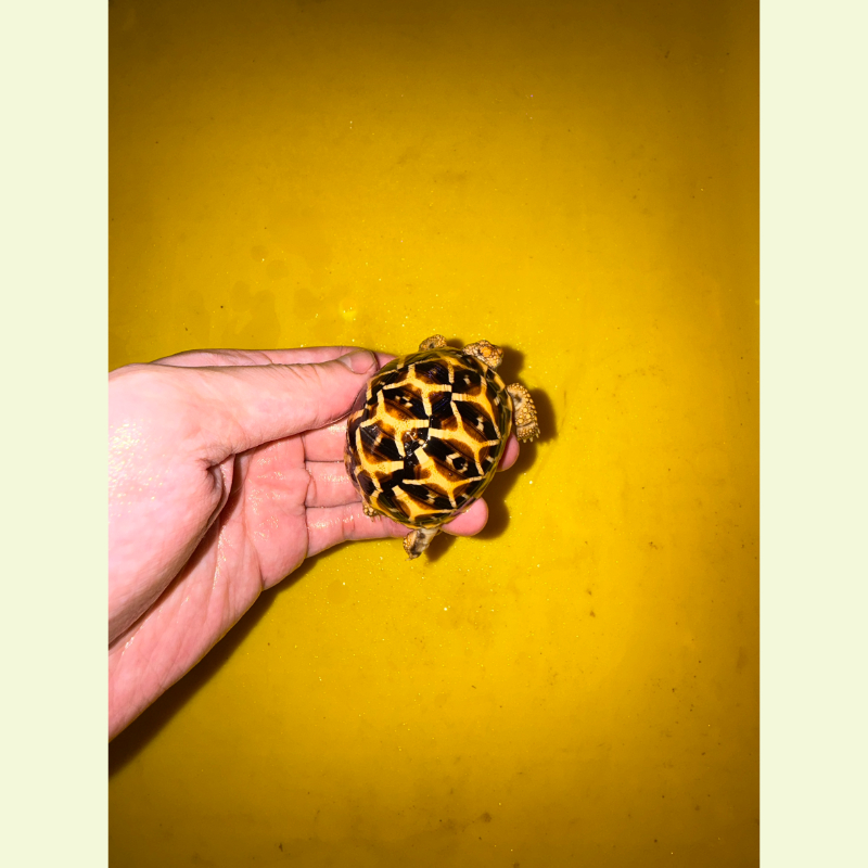 斯里蘭卡星龜｜約5公分