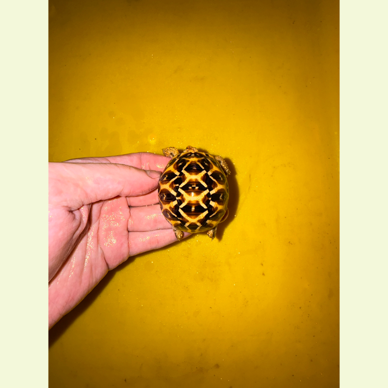 斯里蘭卡星龜｜約5公分