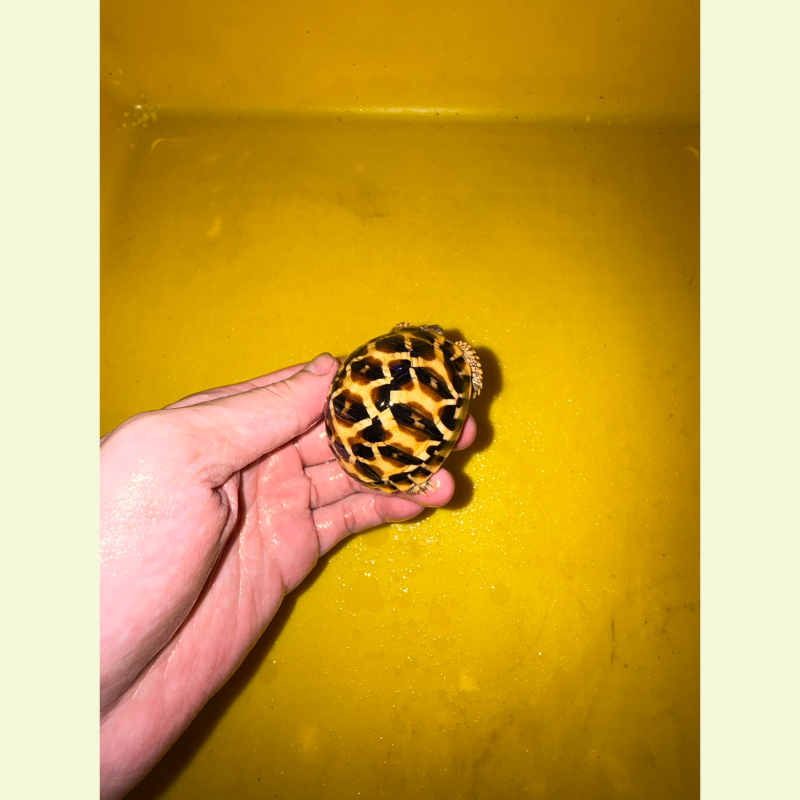 斯里蘭卡星龜｜約5公分
