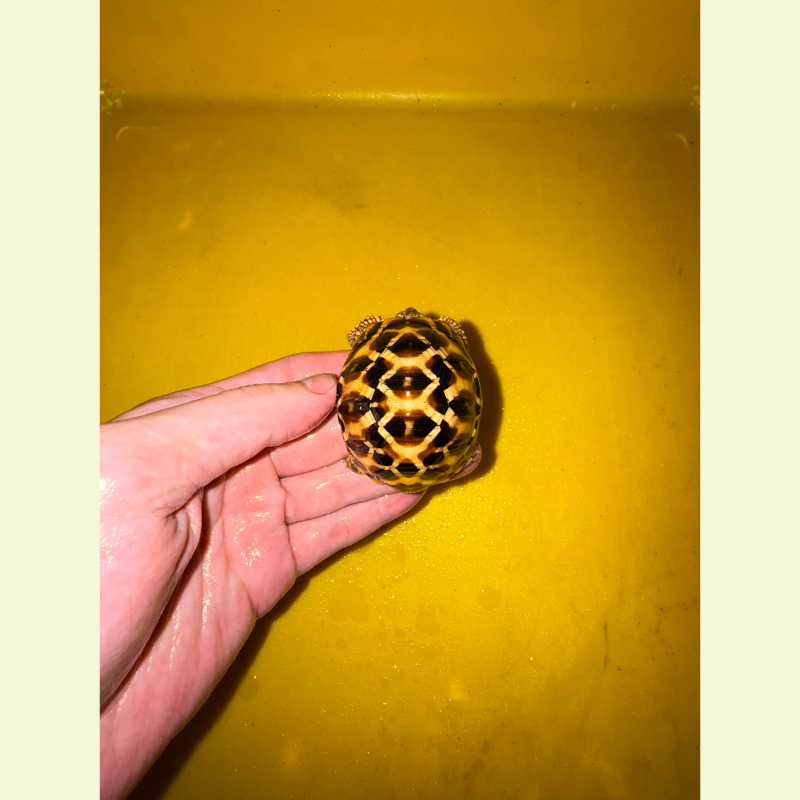 斯里蘭卡星龜｜約5公