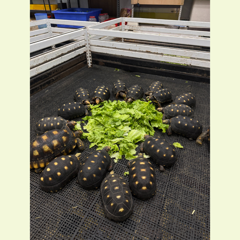 成體紅腿 成體黃腿 