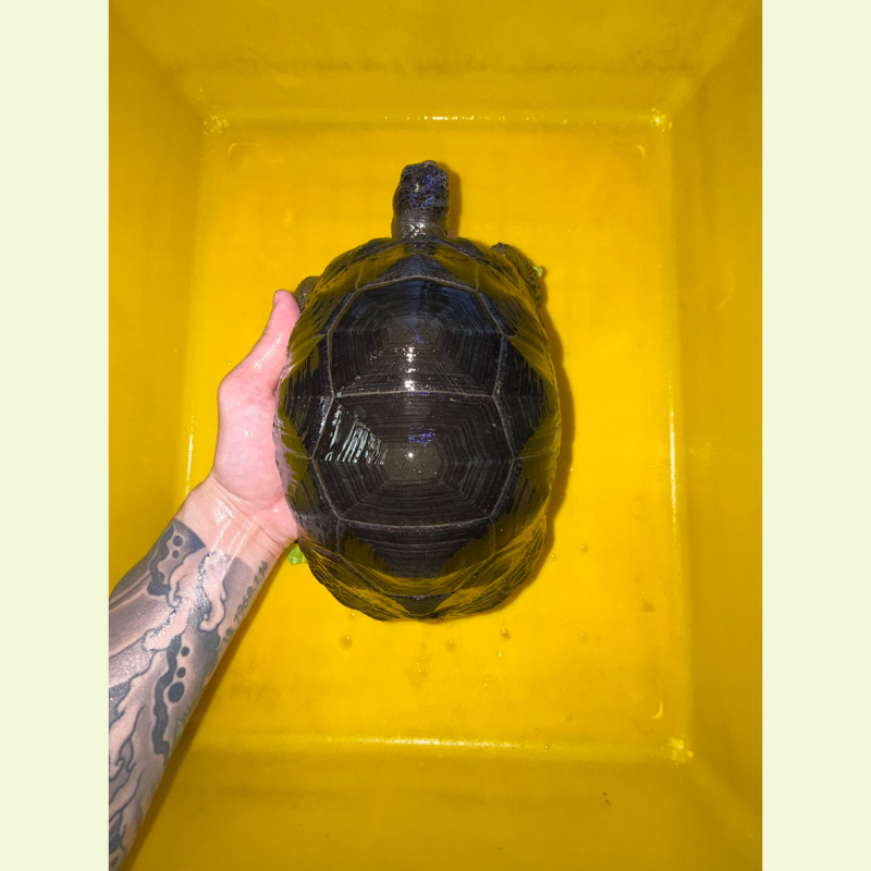 亞達伯拉象龜｜約22公分