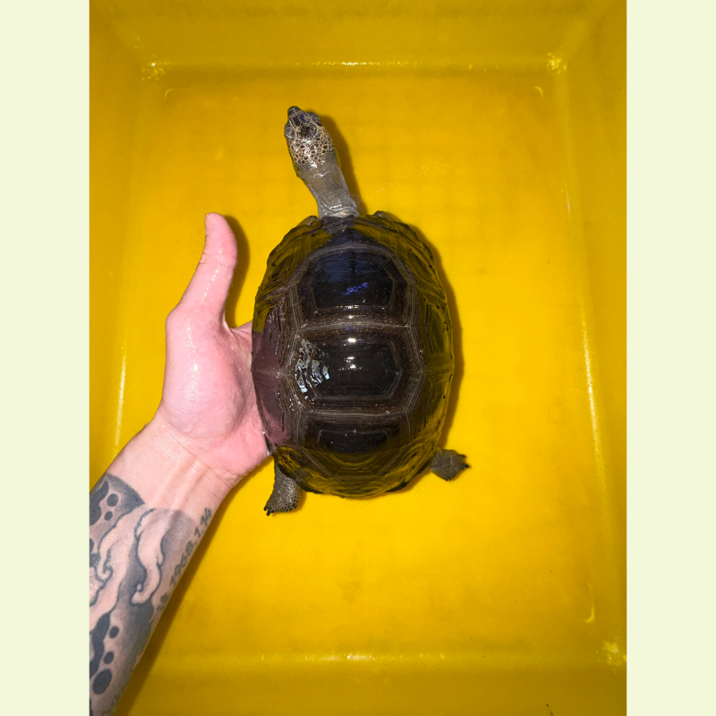 亞達伯拉象龜｜約18公分