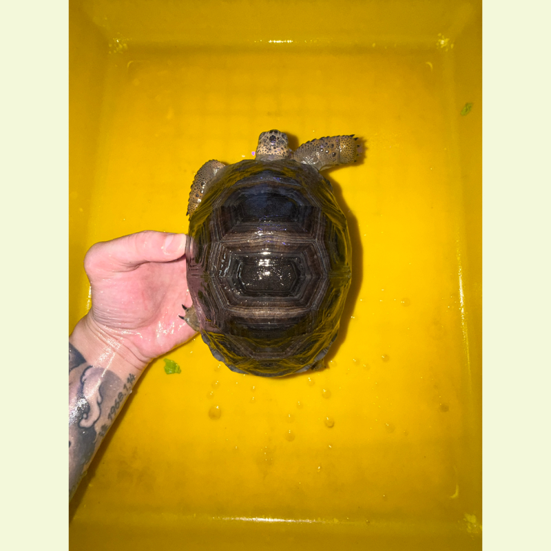 亞達伯拉象龜｜約16公分