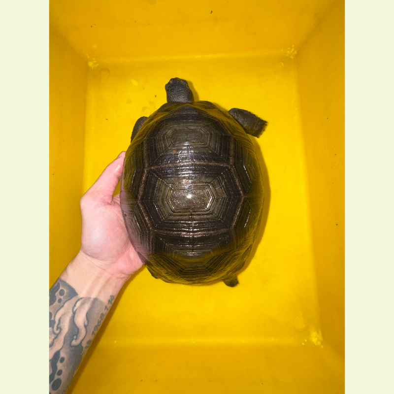 亞達伯拉象龜｜約20公分