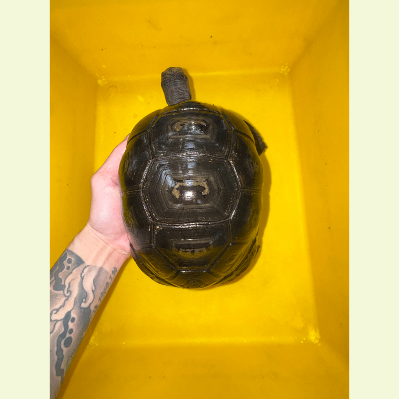 亞達伯拉象龜｜約20公分