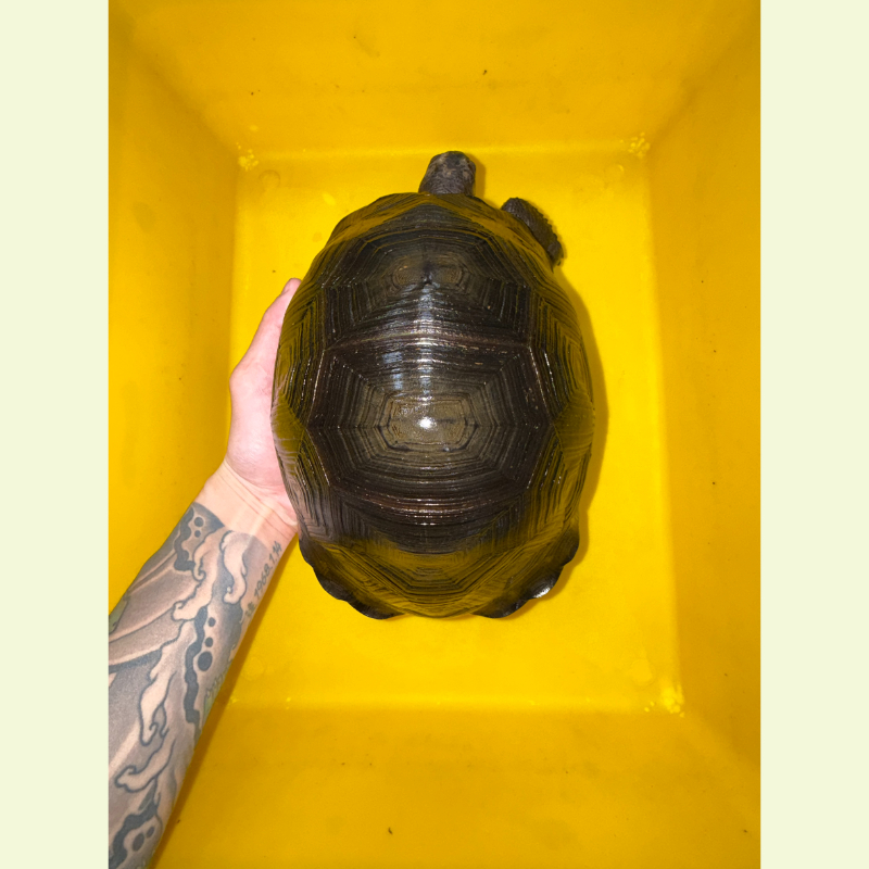 亞達伯拉象龜｜約23