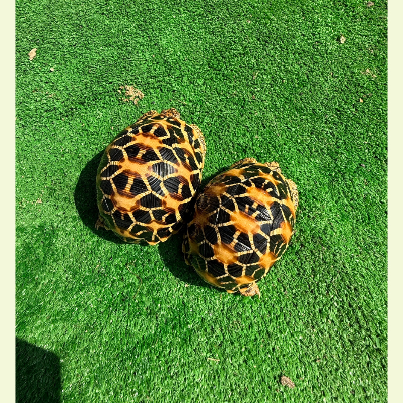 印度星龜/斯里蘭卡星