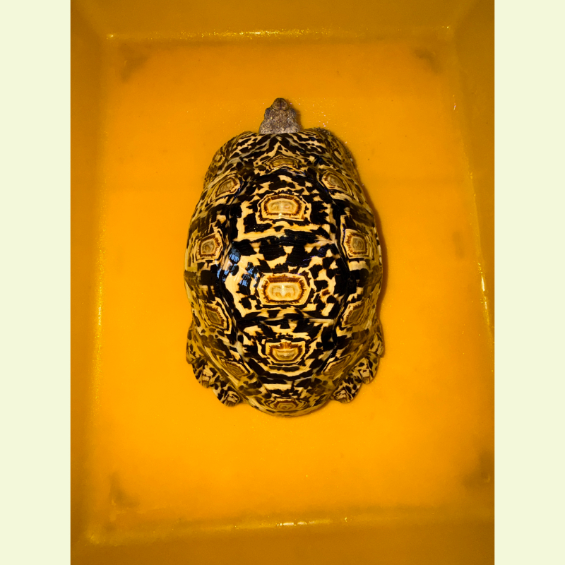 東非豹紋陸龜｜約25公分