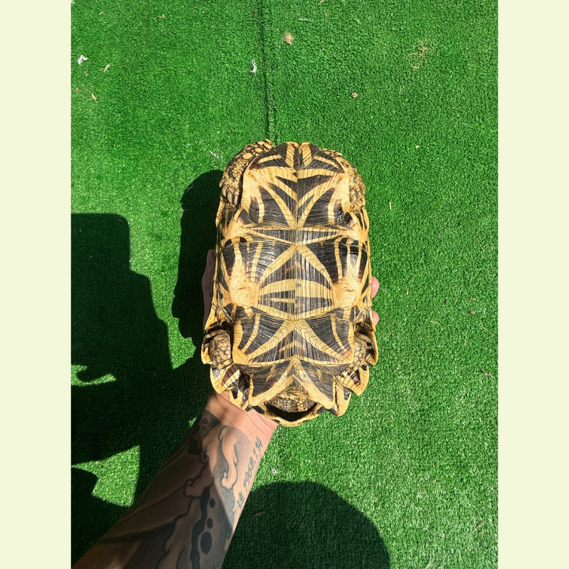 印度星龜/公｜約20公分