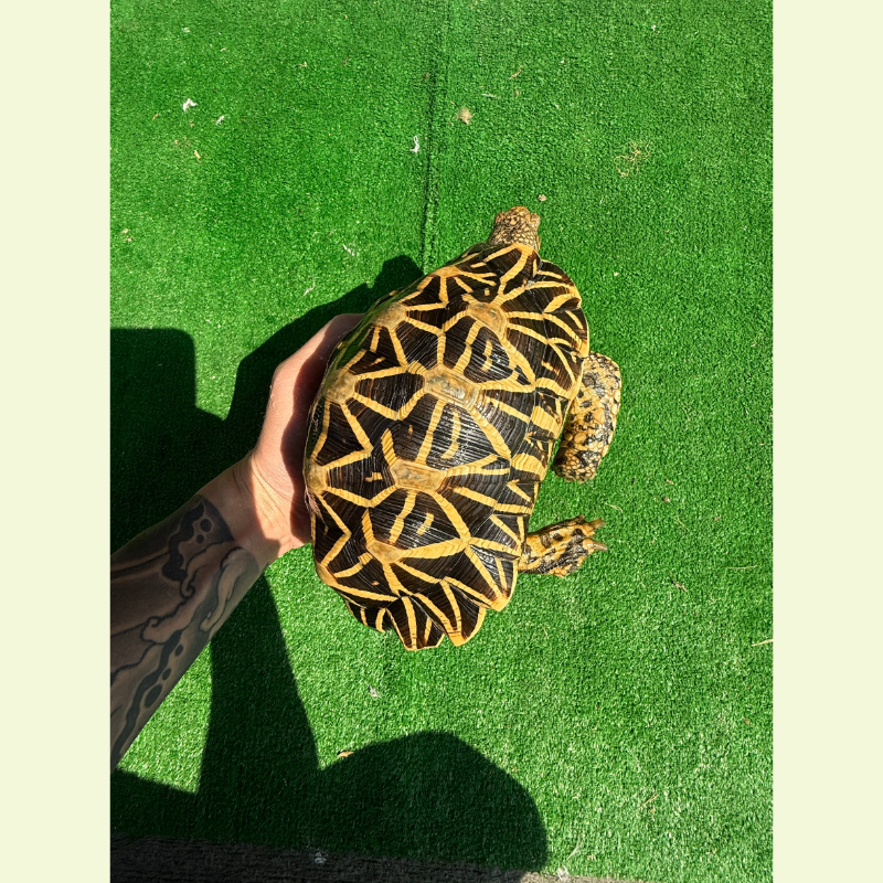 印度星龜/公｜約20公分