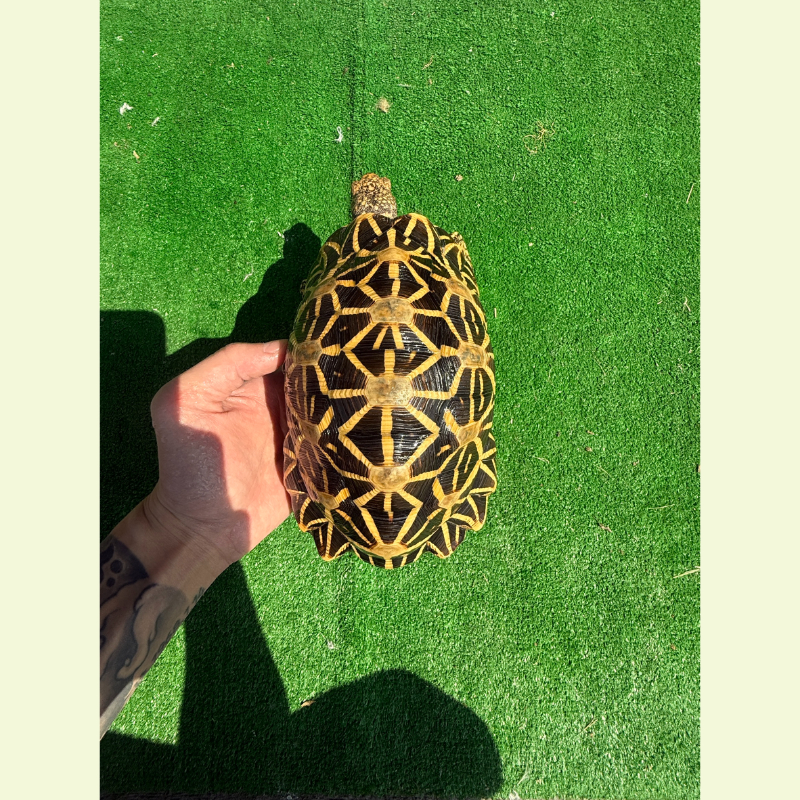 印度星龜/公｜約20