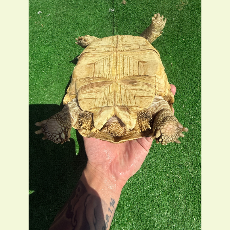 蘇卡達/母｜約20公分