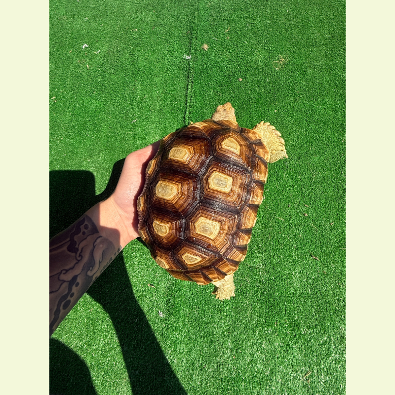 蘇卡達/母｜約20公分