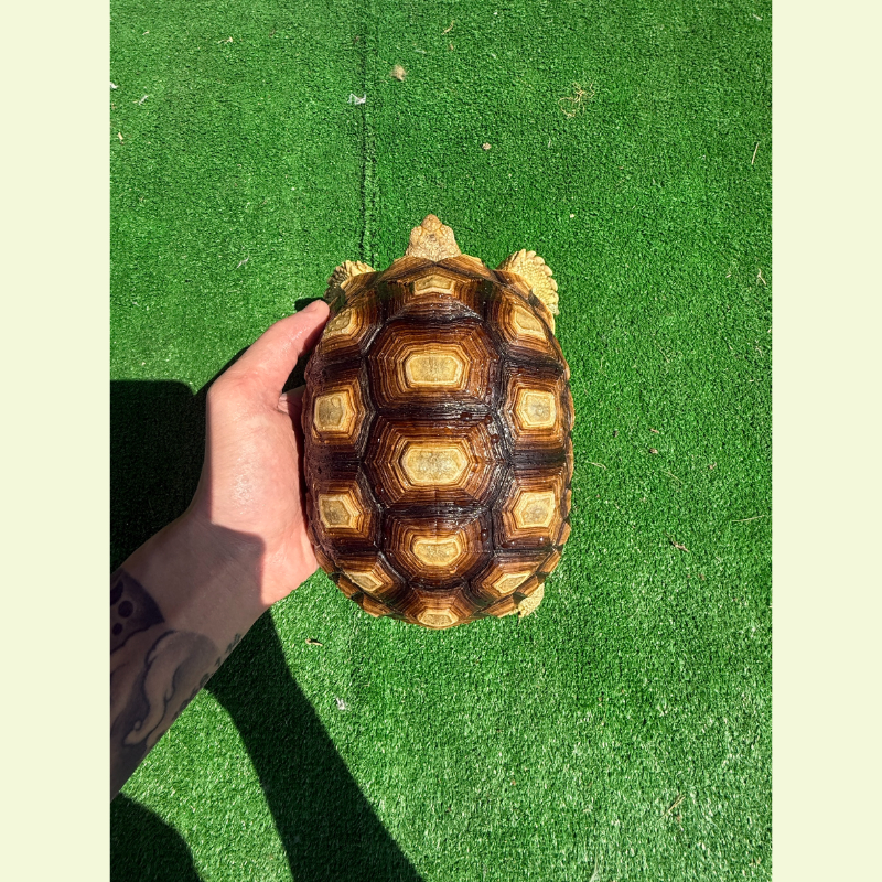 蘇卡達/母｜約20公