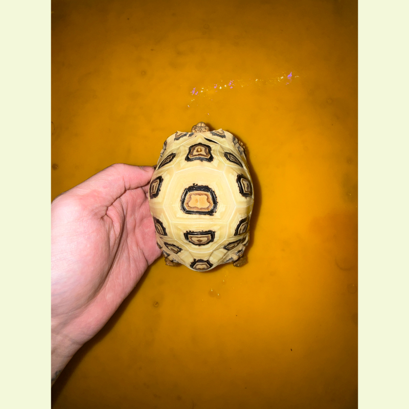 東非豹紋陸龜 特殊正四盾｜約8公分