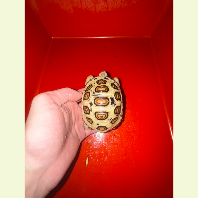 東非豹紋陸龜 ｜約10公分