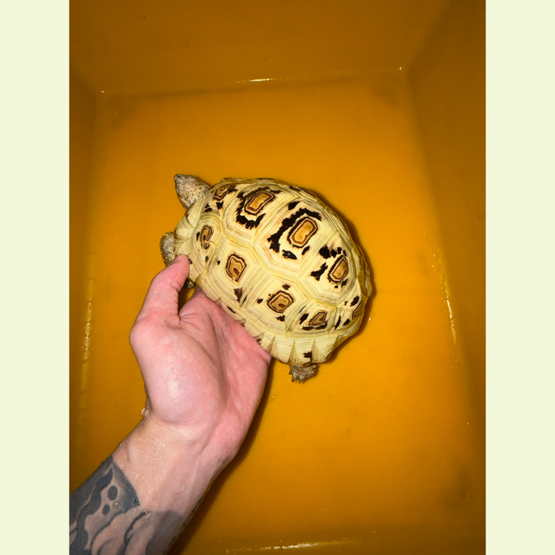 東非豹紋陸龜 ｜約17公分
