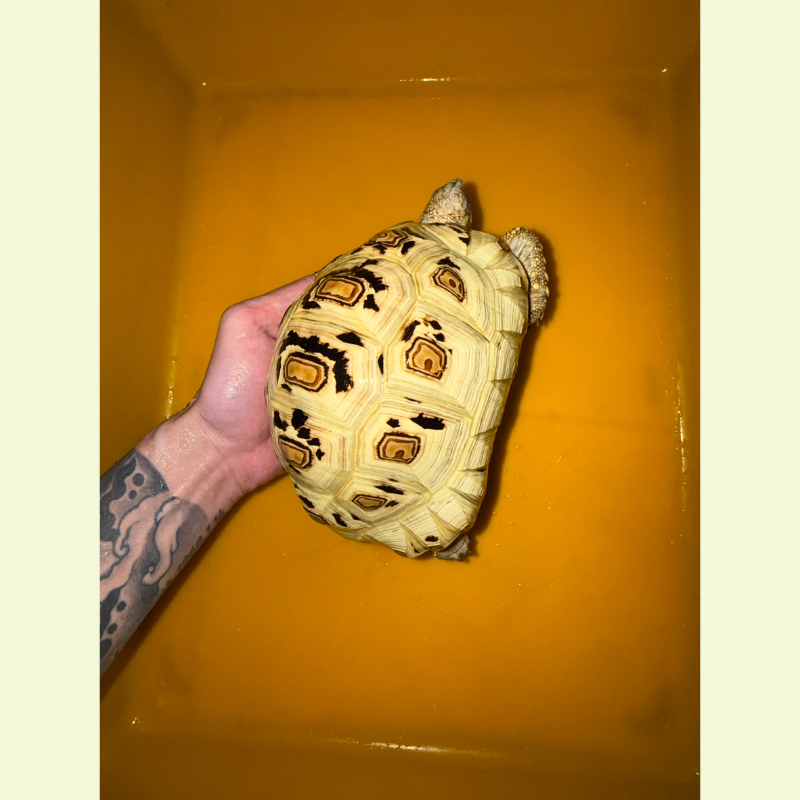 東非豹紋陸龜 ｜約17公分
