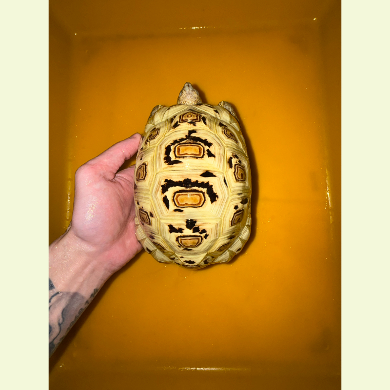 東非豹紋陸龜 ｜約1