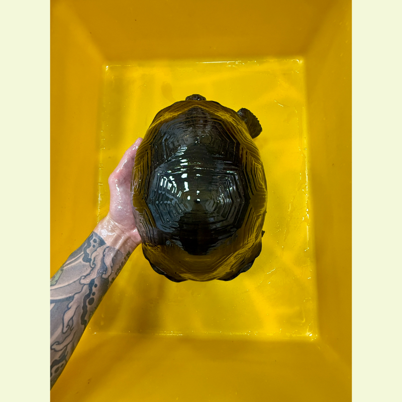 亞達伯拉象龜｜約24公分