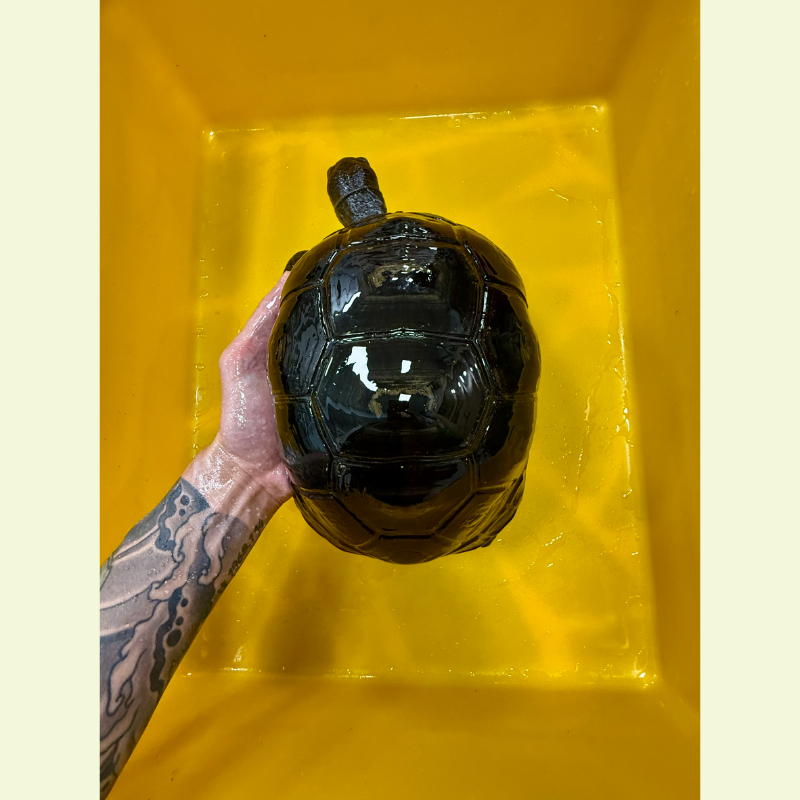 亞達伯拉象龜｜約21公分