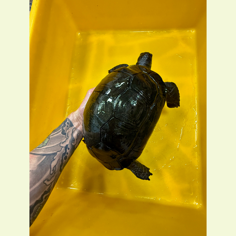 亞達伯拉象龜｜約21公分