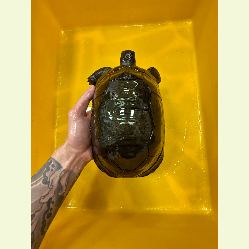 亞達伯拉象龜｜約21