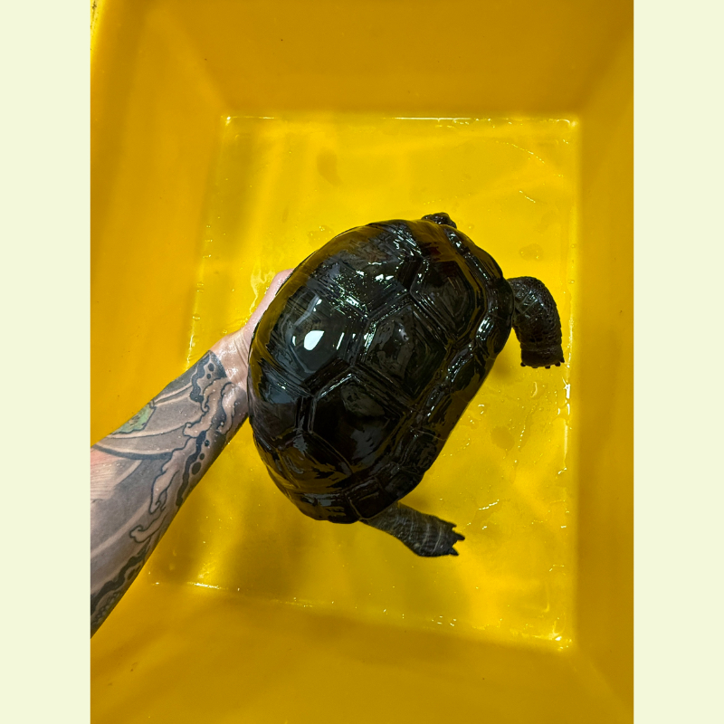 亞達伯拉象龜｜約21公分