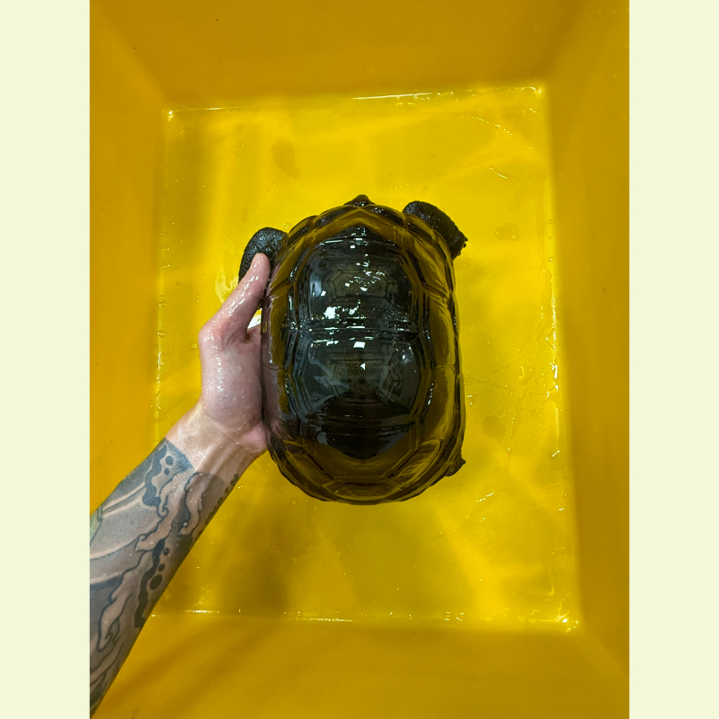 亞達伯拉象龜｜約21