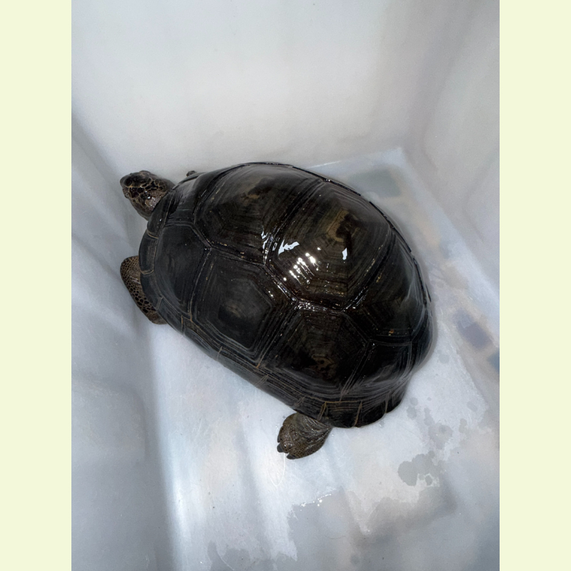 亞達伯拉象龜｜約30公分