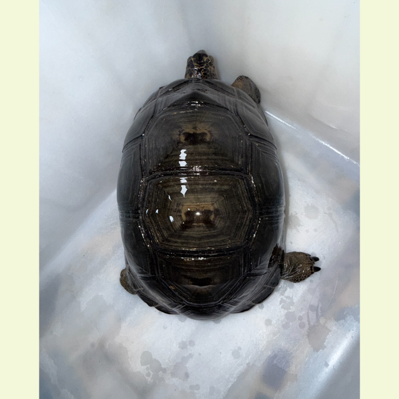 亞達伯拉象龜｜約30